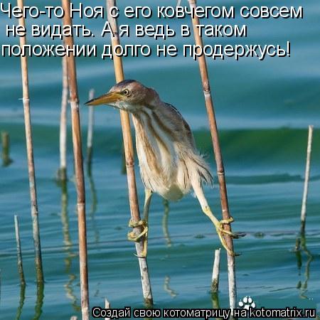 Чего-то Ноя с его ковчегом совсем не видать. А я ведь в таком положении долго не продержусь!... Котоматрица: Чего-то Ноя с его ковчегом совсем не видать. А я ведь в таком положении долго не продержусь!