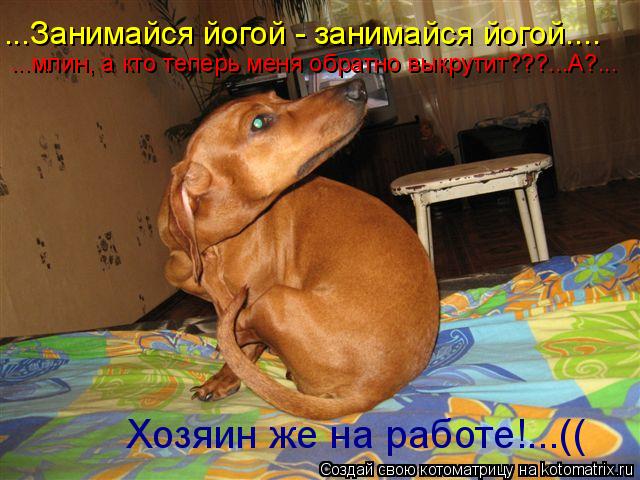 ...Занимайся йогой - занимайся йогой.... ...млин, а кто теперь меня обратно выкрутит???...А?... Хозяи... Котоматрица: ...Занимайся йогой - занимайся йогой.... ...млин, а кто теперь меня обратно выкрутит???...А?... Хозяин же на работе!...((