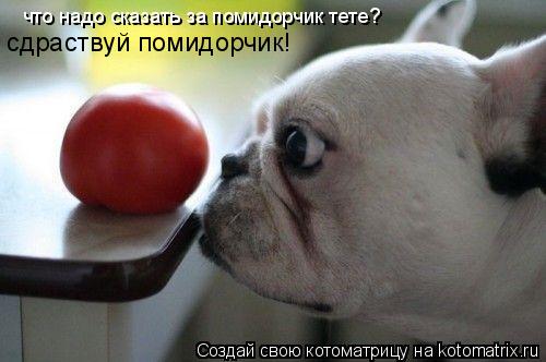 что надо сказать за помидорчик тете? сдраствуй помидорчик!... Котоматрица: что надо сказать за помидорчик тете? сдраствуй помидорчик!