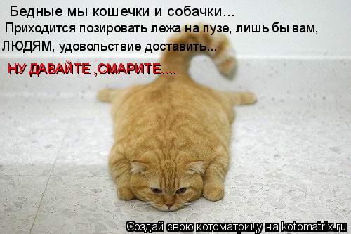Бедные мы кошечки и собачки... Приходится позировать лежа на пузе, лишь бы вам, ЛЮДЯМ, удовольствие д... Котоматрица: Бедные мы кошечки и собачки... Приходится позировать лежа на пузе, лишь бы вам, ЛЮДЯМ, удовольствие доставить... НУ ДАВАЙТЕ ,СМАРИТЕ....