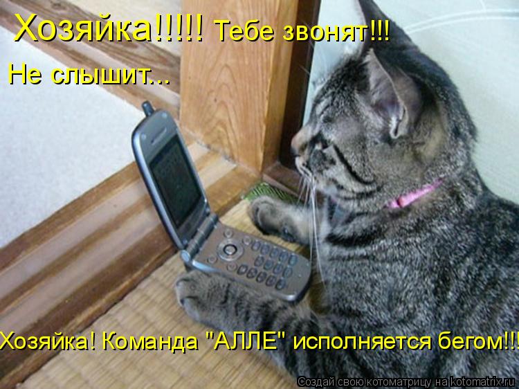Хозяйка!!!!! Тебе звонят!!! Не слышит... Хозяйка! Команда "АЛЛЕ" исполняется бегом!!!... Котоматрица: Хозяйка!!!!! Тебе звонят!!! Не слышит... Хозяйка! Команда "АЛЛЕ" исполняется бегом!!!