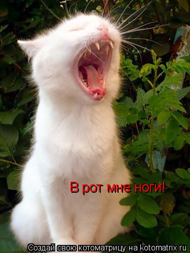 В рот мне ноги!... Котоматрица: В рот мне ноги!