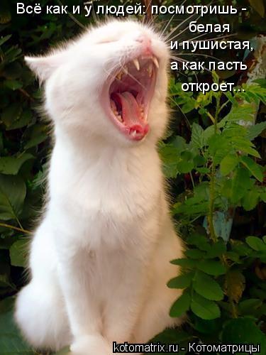 Всё как и у людей: посмотришь - белая и пушистая, а как пасть откроет...... Котоматрица: Всё как и у людей: посмотришь - белая и пушистая, а как пасть откроет...
