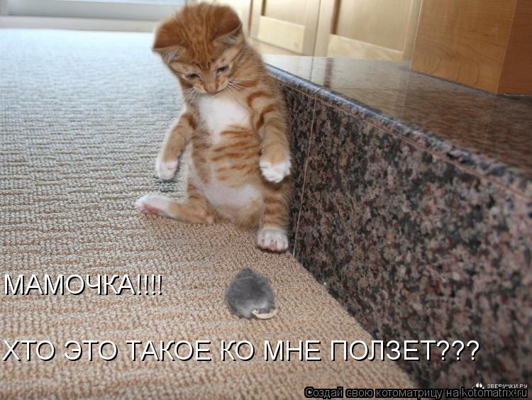 МАМОЧКА!!!! ХТО ЭТО ТАКОЕ КО МНЕ ПОЛЗЕТ???... Котоматрица: МАМОЧКА!!!! ХТО ЭТО ТАКОЕ КО МНЕ ПОЛЗЕТ???