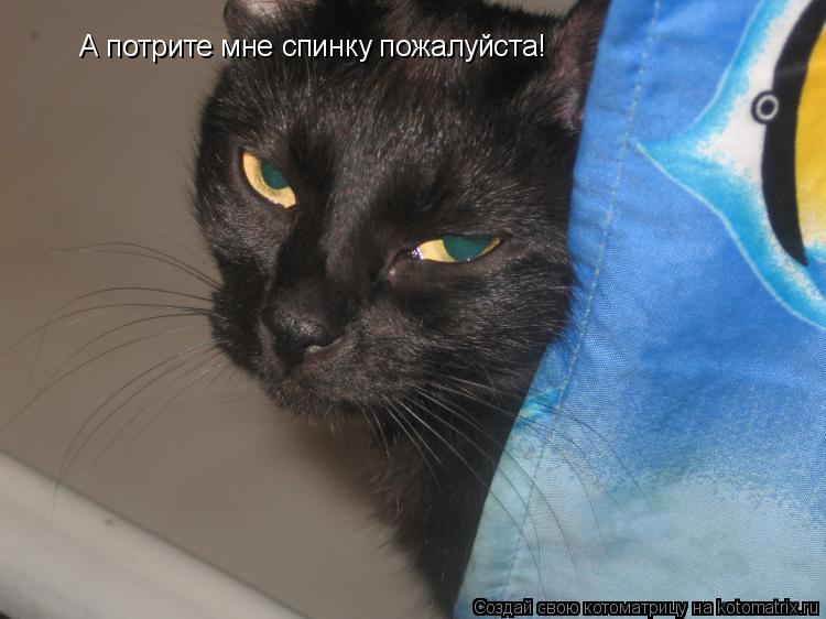 А потрите мне спинку пожалуйста!... Котоматрица: А потрите мне спинку пожалуйста!