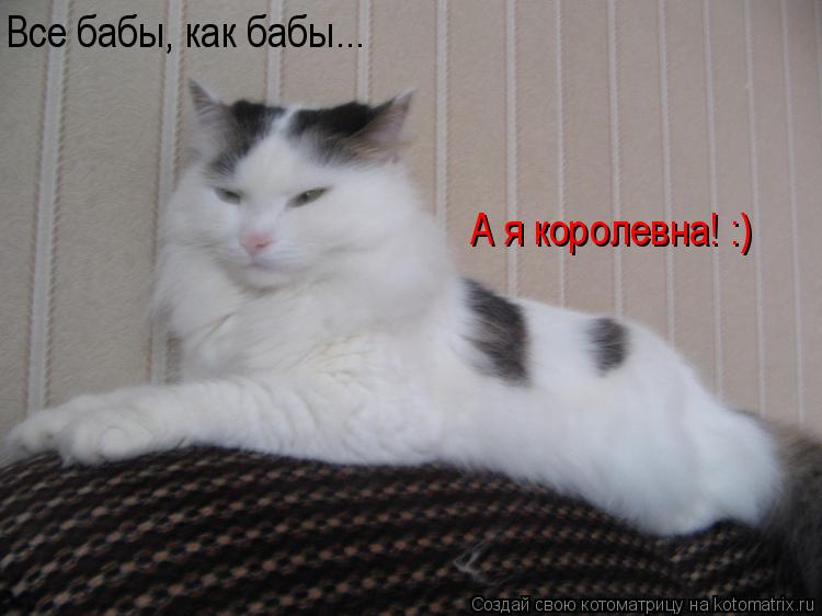 Все бабы, как бабы... А я королевна! :)... Котоматрица: Все бабы, как бабы... А я королевна! :)