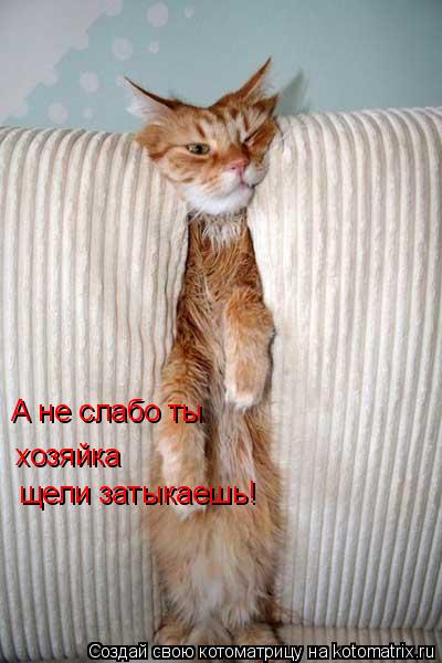 А не слабо ты хозяйка щели затыкаешь!... Котоматрица: А не слабо ты хозяйка щели затыкаешь!