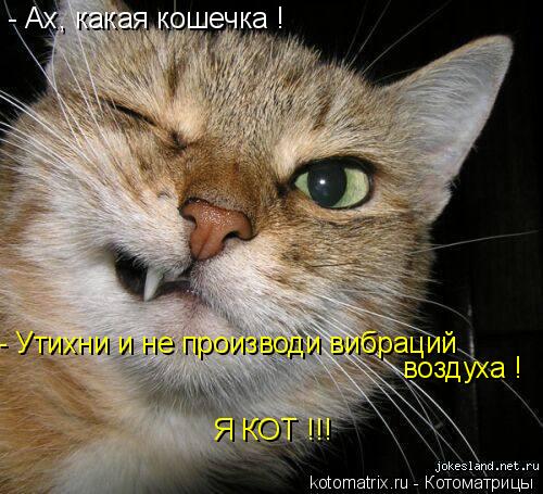- Ах, какая кошечка ! - Утихни и не производи вибраций воздуха ! Я КОТ !!!... Котоматрица: - Ах, какая кошечка ! - Утихни и не производи вибраций воздуха ! Я КОТ !!!