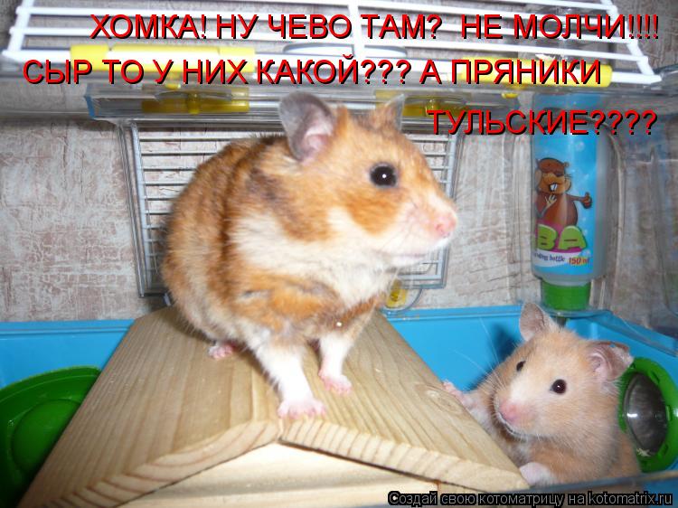 ХОМКА! НУ ЧЕВО ТАМ? НЕ МОЛЧИ!!!! СЫР ТО У НИХ КАКОЙ??? А ПРЯНИКИ ТУЛЬСКИЕ????... Котоматрица: ХОМКА! НУ ЧЕВО ТАМ? НЕ МОЛЧИ!!!! СЫР ТО У НИХ КАКОЙ??? А ПРЯНИКИ ТУЛЬСКИЕ????