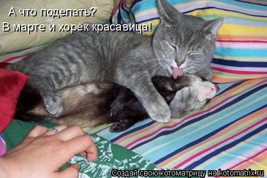 А что поделать? В марте и хорёк красавица!... Котоматрица: А что поделать? В марте и хорёк красавица!