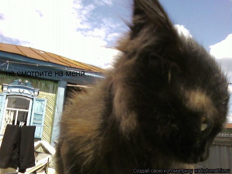 не смотрите на меня...... Котоматрица: не смотрите на меня...