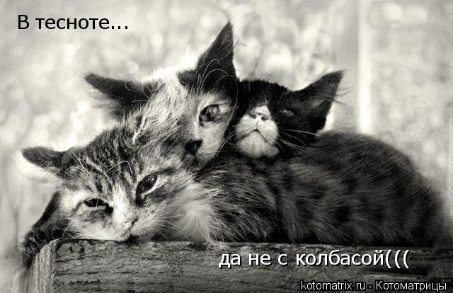 В тесноте... да не с колбасой(((... Котоматрица: В тесноте... да не с колбасой(((