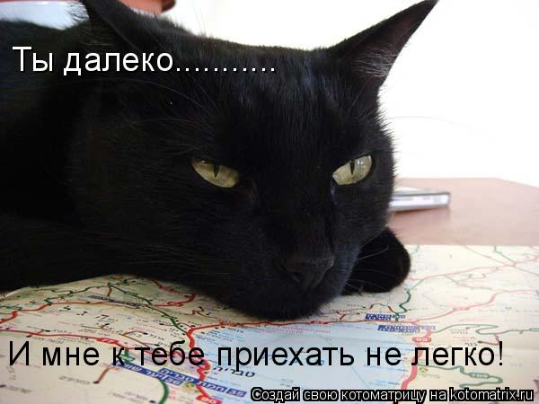 Ты далеко........... И мне к тебе приехать не легко!... Котоматрица: Ты далеко........... И мне к тебе приехать не легко!