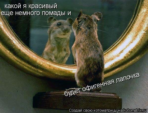 какой я красивый еще немного помады и будет офигенная лапочка... Котоматрица: какой я красивый еще немного помады и будет офигенная лапочка