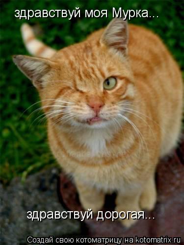 здравствуй моя Мурка... здравствуй дорогая...... Котоматрица: здравствуй моя Мурка... здравствуй дорогая...