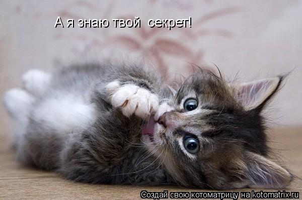 А я знаю твой секрет!... Котоматрица: А я знаю твой секрет!