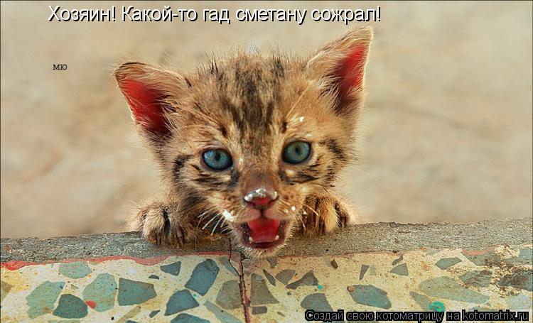 Хозяин! Какой-то гад сметану сожрал!... Котоматрица: Хозяин! Какой-то гад сметану сожрал!