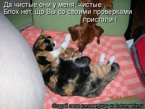 Да чистые они у меня, чистые.. Блох нет, що Вы со своими проверками пристали !... Котоматрица: Да чистые они у меня, чистые.. Блох нет, що Вы со своими проверками пристали !