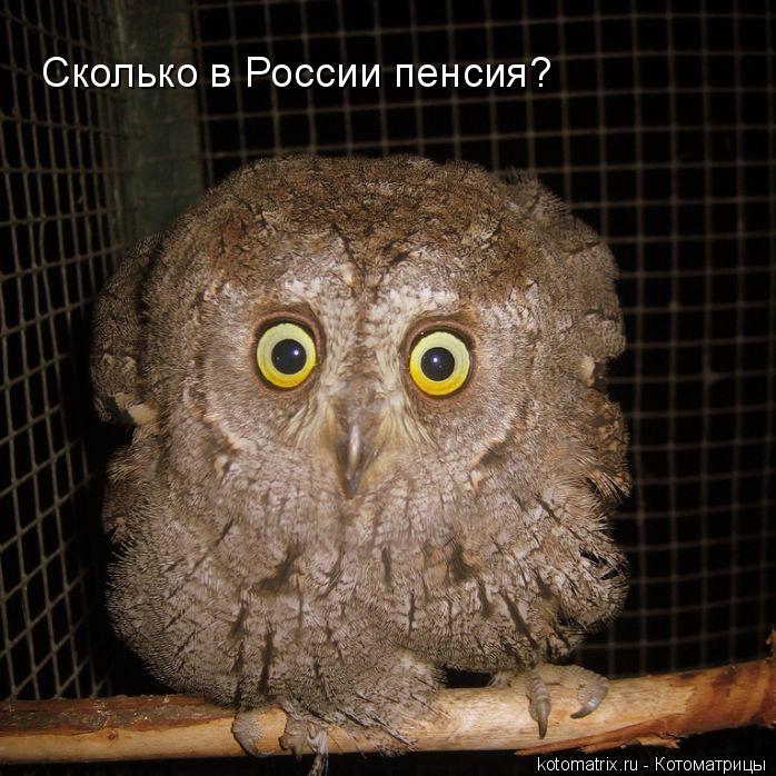 Сколько в России пенсия?... Котоматрица: Сколько в России пенсия?