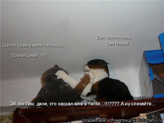 Щас по ушам у меня получишь... Щас ты получишь... Сам прыгай... Эй, вы там, двое, кто нассал мне в та... Котоматрица: Щас по ушам у меня получишь... Щас ты получишь... Сам прыгай... Эй, вы там, двое, кто нассал мне в тапки...!!!???? А ну слезайте... Прыгай давай...!!!