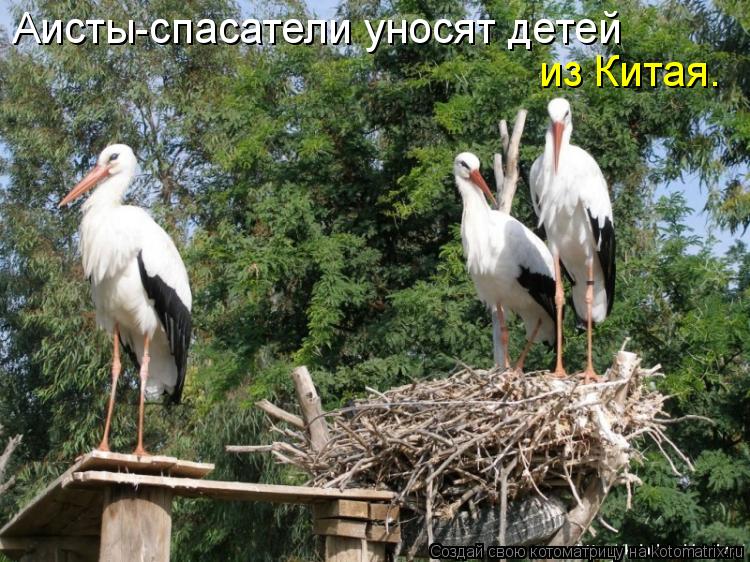 Аисты-спасатели уносят детей из Китая.... Котоматрица: Аисты-спасатели уносят детей из Китая.