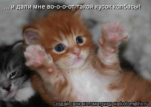 ... и дали мне во-о-о-от такой кусок колбасы!... Котоматрица: ... и дали мне во-о-о-от такой кусок колбасы!