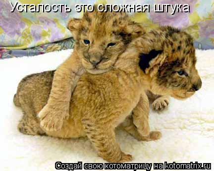 Усталость это сложная штука... Котоматрица: Усталость это сложная штука