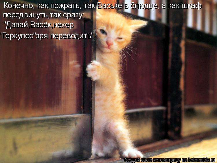 Конечно, как пожрать, так Ваське в блюдце, а как шкаф передвинуть,так сразу: "Давай,Васёк,нехер "Герк... Котоматрица: Конечно, как пожрать, так Ваське в блюдце, а как шкаф передвинуть,так сразу: "Давай,Васёк,нехер "Геркулес"зря переводить".