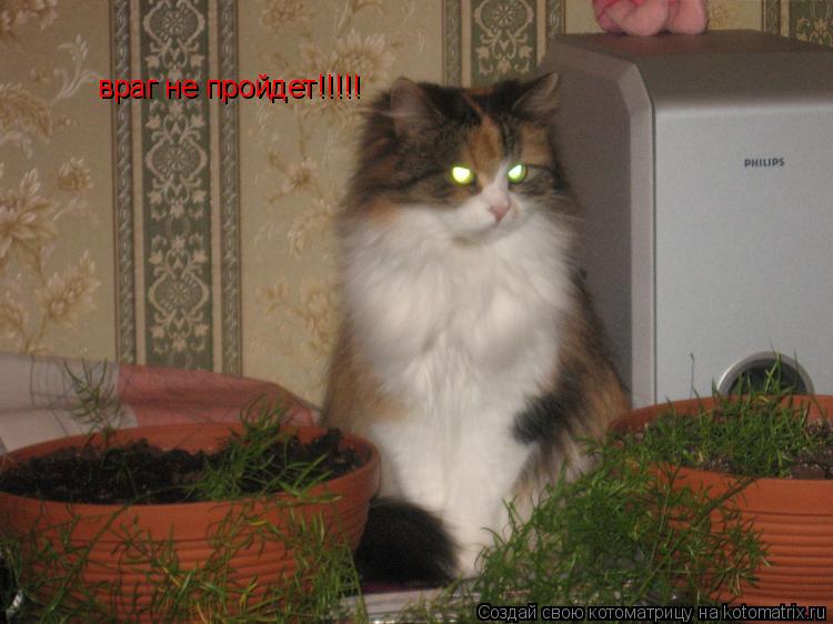 враг не пройдет!!!!!... Котоматрица: враг не пройдет!!!!!