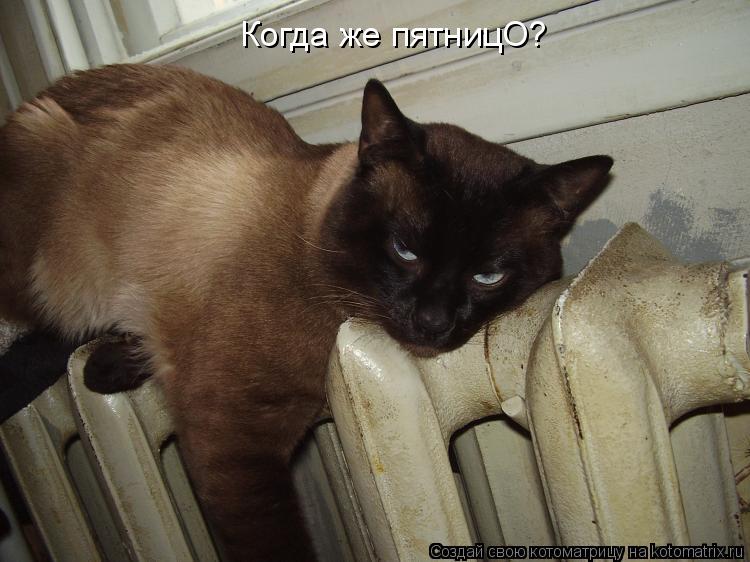 Когда же пятницО?... Котоматрица: Когда же пятницО?