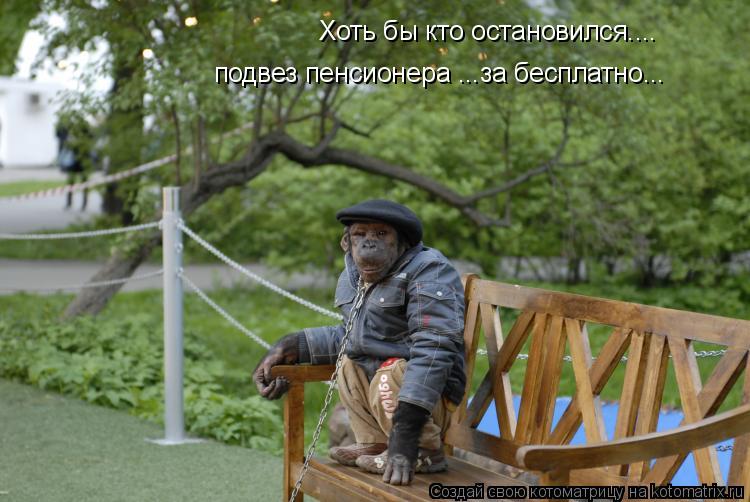 Хоть бы кто остановился.... подвез пенсионера ...за бесплатно...... Котоматрица: Хоть бы кто остановился.... подвез пенсионера ...за бесплатно...