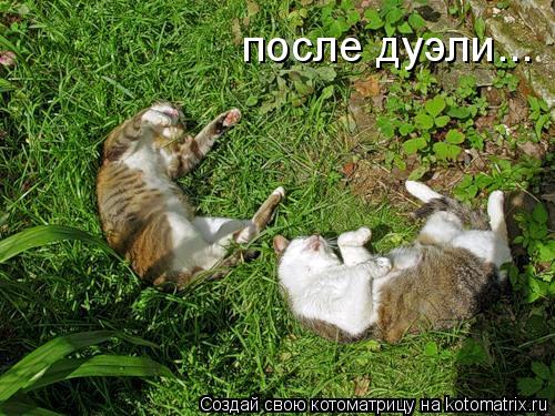 после дуэли...... Котоматрица: после дуэли...
