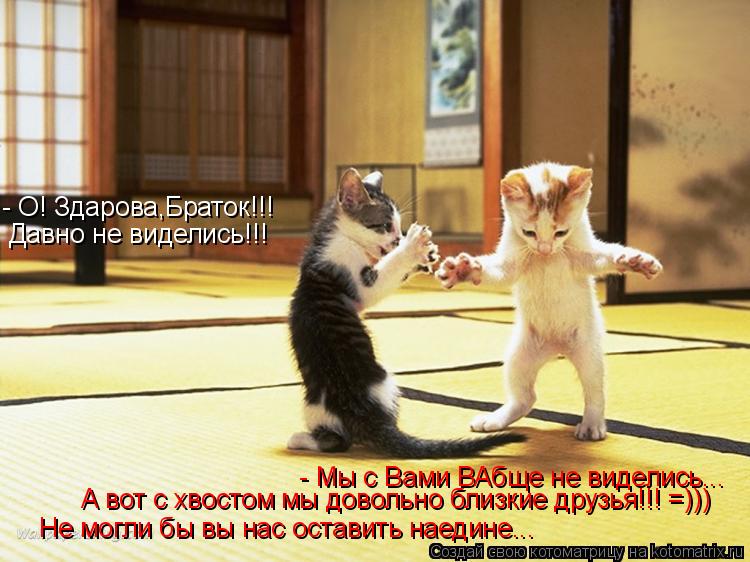 - О! Здарова,Браток!!! Давно не виделись!!! - Мы с Вами ВАбще не виделись... Не могли бы вы нас остав... Котоматрица: - О! Здарова,Браток!!! Давно не виделись!!! - Мы с Вами ВАбще не виделись... Не могли бы вы нас оставить наедине... А вот с хвостом мы довольно близ