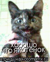 хорошо что я котёнок... Котоматрица: хорошо что я котёнок