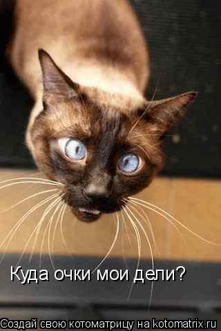 Куда очки мои дели?... Котоматрица: Куда очки мои дели?