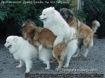 Вротмненоги, Дэвид Блейн, ты что творишь Прекрати пыжить нас!!!... Котоматрица: Вротмненоги, Дэвид Блейн, ты что творишь Прекрати пыжить нас!!!