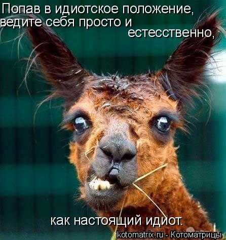 Попав в идиотское положение, ведите себя просто и естесственно, как настоящий идиот.... Котоматрица: Попав в идиотское положение, ведите себя просто и естесственно, как настоящий идиот.