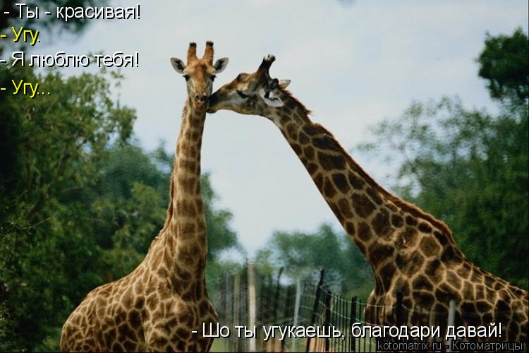 - Ты - красивая! - Угу. - Я люблю тебя! - Шо ты угукаешь, благодари давай! - Угу...... Котоматрица: - Ты - красивая! - Угу. - Я люблю тебя! - Шо ты угукаешь, благодари давай! - Угу...