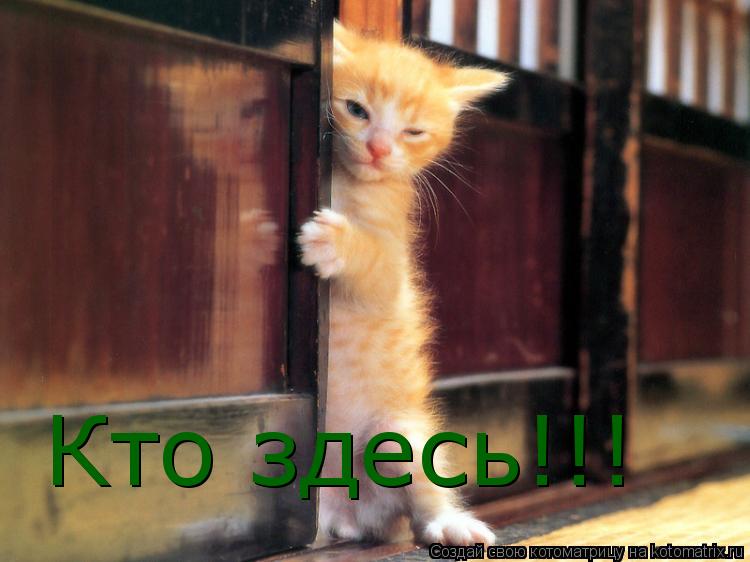 Кто здесь!!!... Котоматрица: Кто здесь!!!
