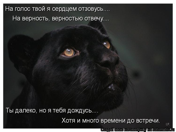 На голос твой я сердцем отзовусь.... На верность, верностью отвечу.... Ты далеко, но я тебя дождусь..... Котоматрица: На голос твой я сердцем отзовусь.... На верность, верностью отвечу.... Ты далеко, но я тебя дождусь.... Хотя и много времени до встречи.