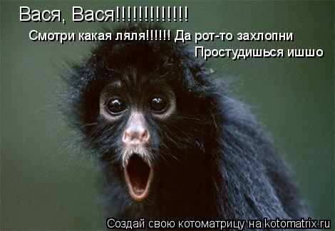 Вася, Вася!!!!!!!!!!!!! Смотри какая ляля!!!!!! Да рот-то захлопни Простудишься ишшо... Котоматрица: Вася, Вася!!!!!!!!!!!!! Смотри какая ляля!!!!!! Да рот-то захлопни Простудишься ишшо