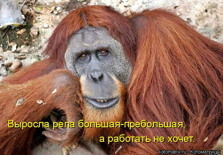 Выросла репа большая-пребольшая, а работать не хочет.... Котоматрица: Выросла репа большая-пребольшая, а работать не хочет.