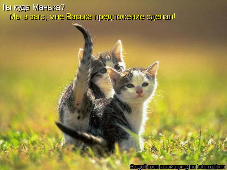 Ты куда Манька? Мы в загс, мне Васька предложение сделал!... Котоматрица: Ты куда Манька? Мы в загс, мне Васька предложение сделал!
