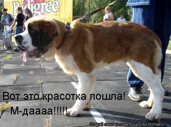 Вот это красотка пошла! М-даааа!!!!!... Котоматрица: Вот это красотка пошла! М-даааа!!!!!