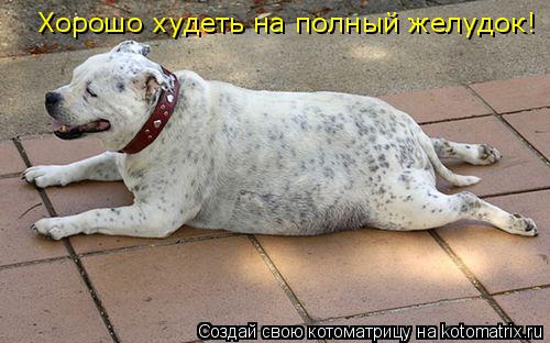 Хорошо худеть на полный желудок!... Котоматрица: Хорошо худеть на полный желудок!