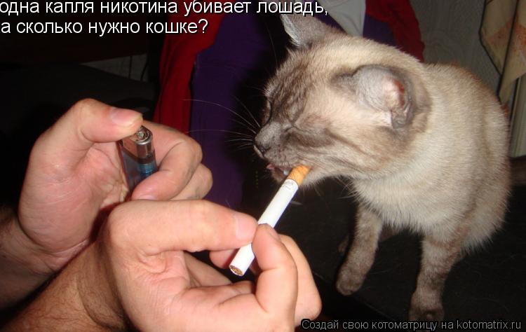 Котоматрица: одна капля никотина убивает лошадь, а сколько нужно кошке?