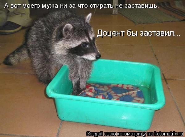 Доцент бы заставил... А вот моего мужа ни за что стирать не заставишь.... Котоматрица: Доцент бы заставил... А вот моего мужа ни за что стирать не заставишь.