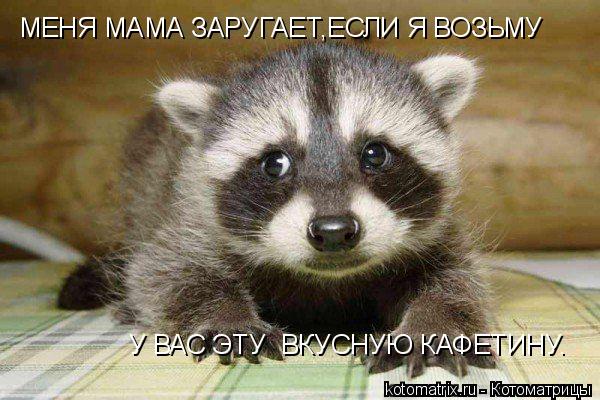 МЕНЯ МАМА ЗАРУГАЕТ,ЕСЛИ Я ВОЗЬМУ У ВАС ЭТУ ВКУСНУЮ КАФЕТИНУ.... Котоматрица: МЕНЯ МАМА ЗАРУГАЕТ,ЕСЛИ Я ВОЗЬМУ У ВАС ЭТУ ВКУСНУЮ КАФЕТИНУ.