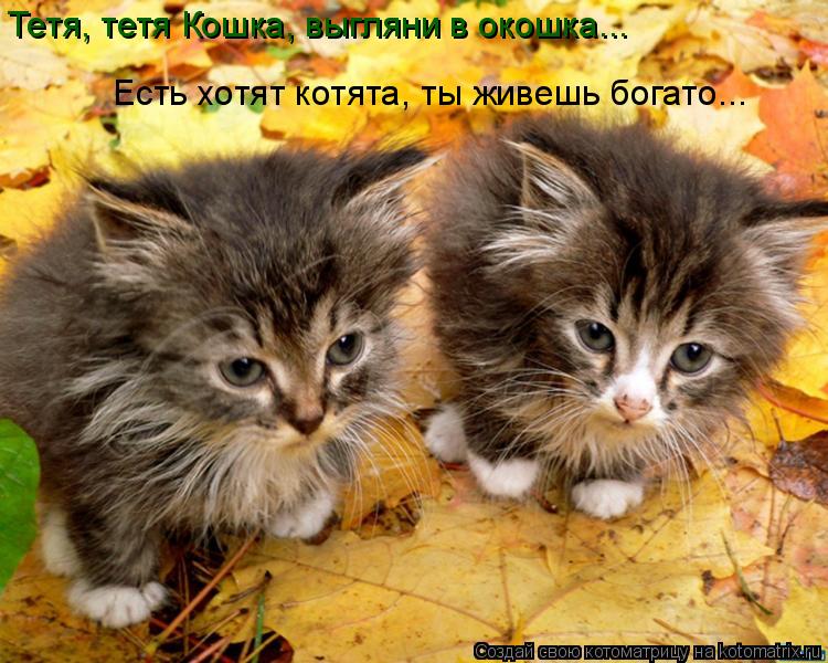 Тетя, тетя Кошка, выгляни в окошка... Есть хотят котята, ты живешь богато...... Котоматрица: Тетя, тетя Кошка, выгляни в окошка... Есть хотят котята, ты живешь богато...