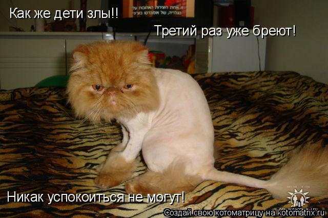 Как же дети злы!! Третий раз уже бреют! Никак успокоиться не могут!... Котоматрица: Как же дети злы!! Третий раз уже бреют! Никак успокоиться не могут!